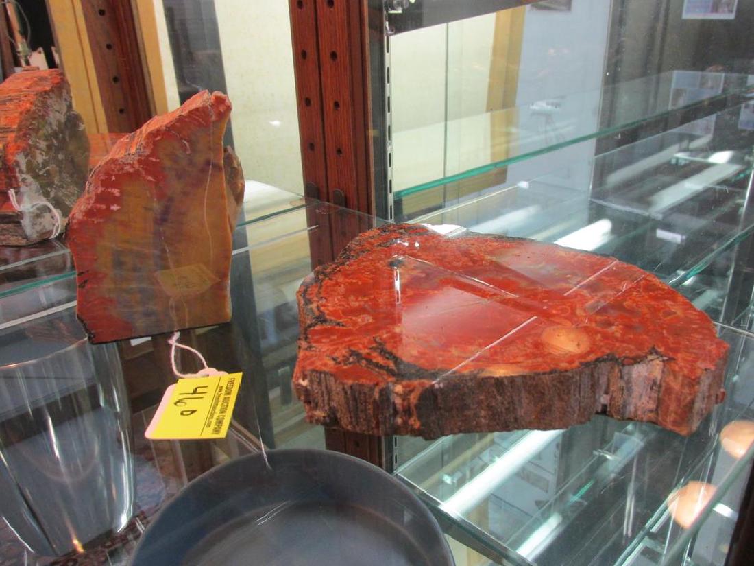 2 PC. PETRIFIED WOOD, POLISHED, FULL CROSS-SECTION (1 of 1)