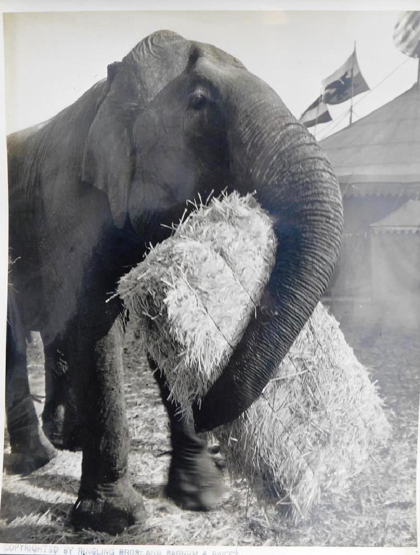 R.B.B.B. PHOTO OF ELEPHANT WITH TRUNK, HAY BALE: R.B.B.B. COPYRIGHT RUBBER/INK STAMP ON FRONT AND ON VERSO. 10"X12"