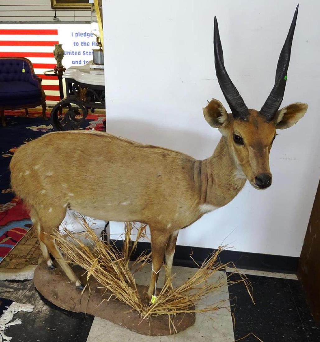 SOUTH AFRICAN BUSHBUCK TAXIDERMY: FULL BODY, SAFARI TROPHY C.1986. HEIGHT FROM FLOOR TO HORNS IS 51"