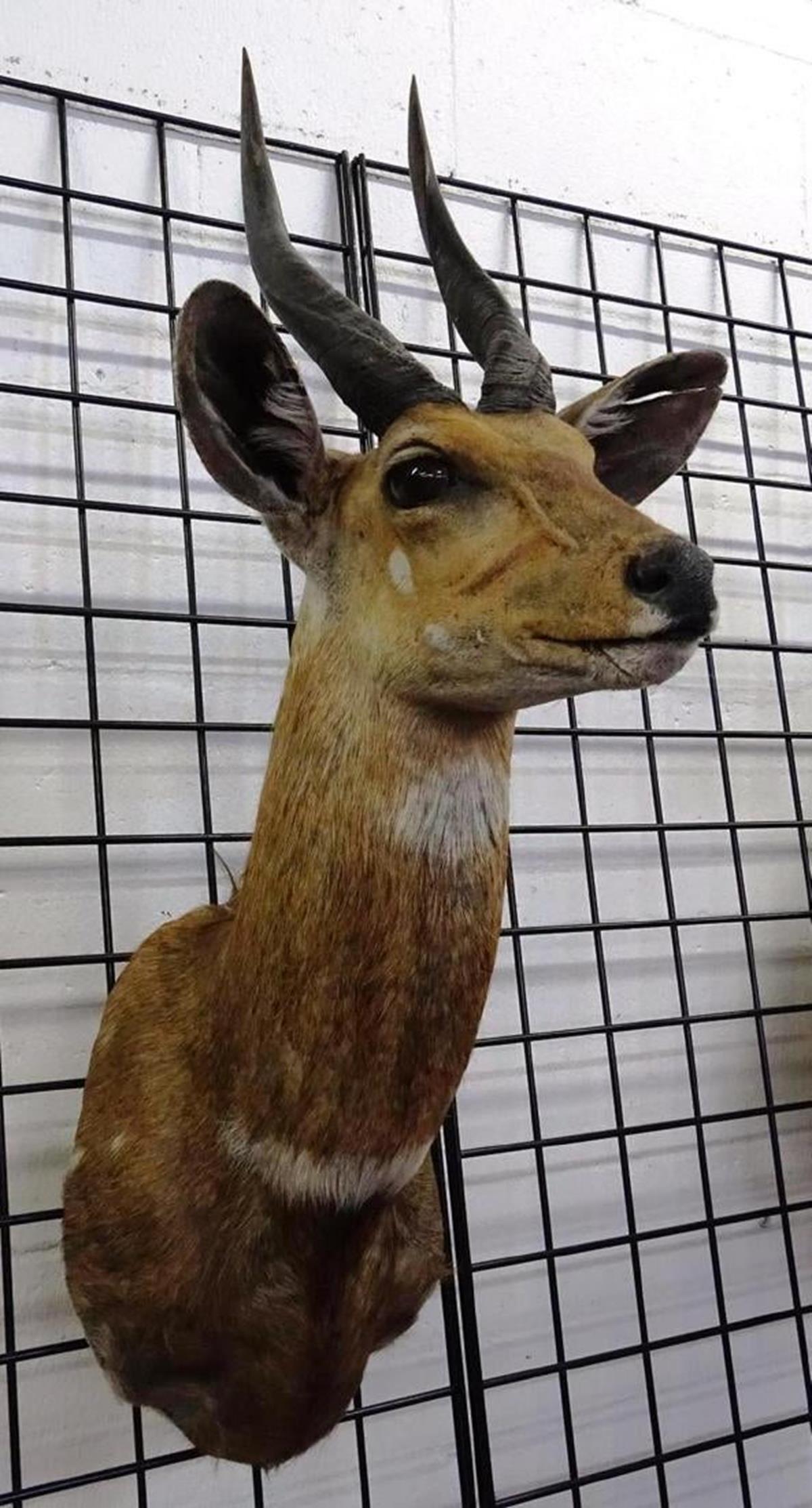 AFRICAN BUSH BUCK TAXIDERMY (1 of 1)