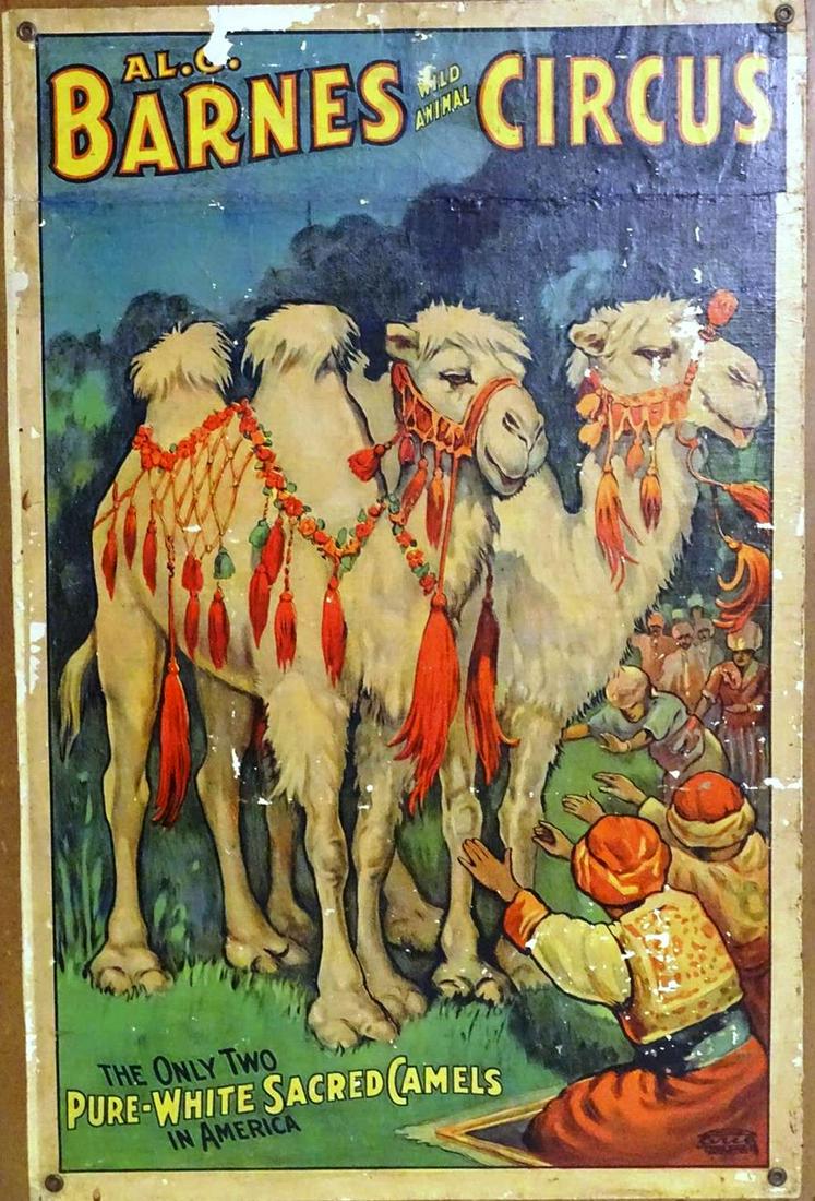 AL G. BARNES CIRCUS - PURE-WHITE SACRED CAMELS (1 of 1)