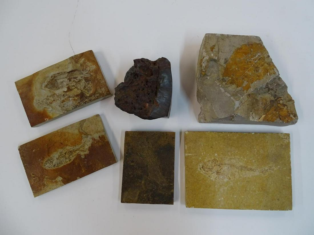 GROUPING OF FOSSILS: INCLUDING HEMATITE FRAGMENT, STATE OF WYOMING FINDS