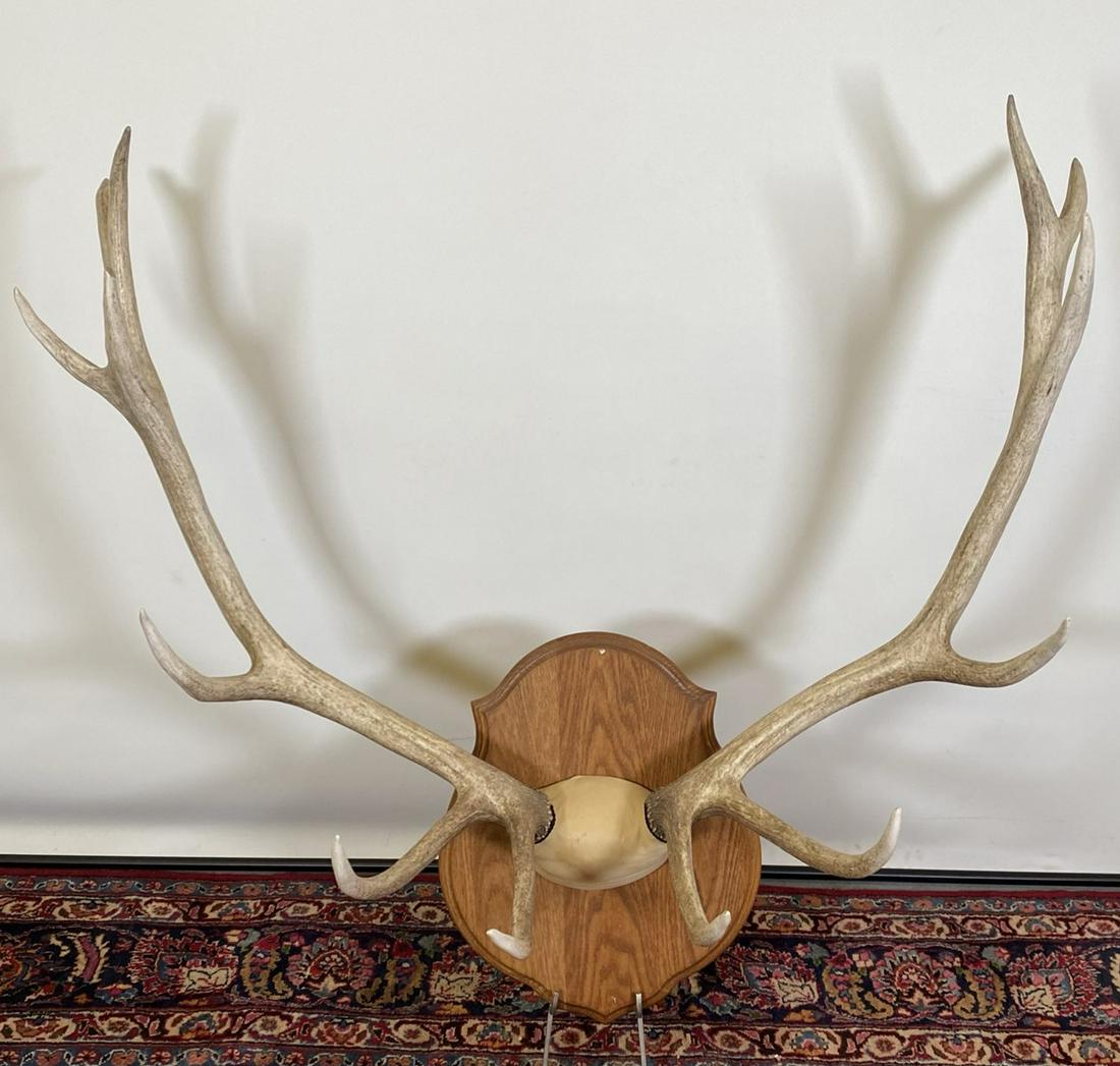 LARGE ANTLER TAXIDERMY MOUNT: 44"W, 45"H