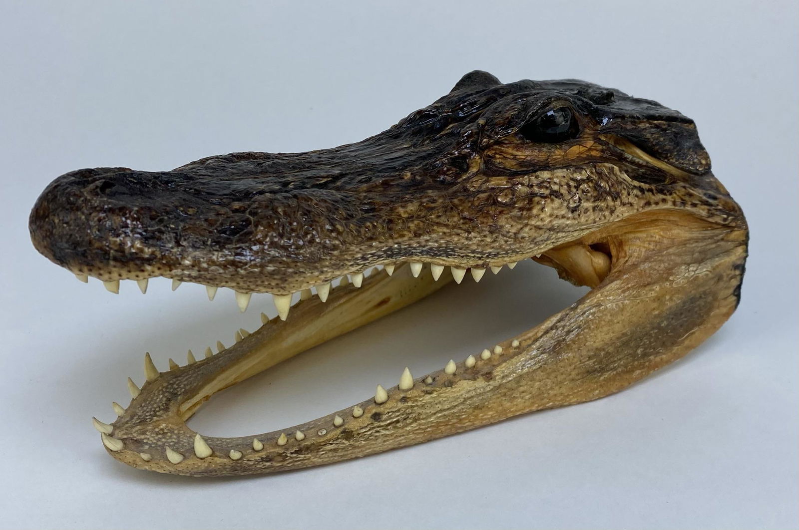 FLORIDA ALLIGATOR HEAD (1 of 1)