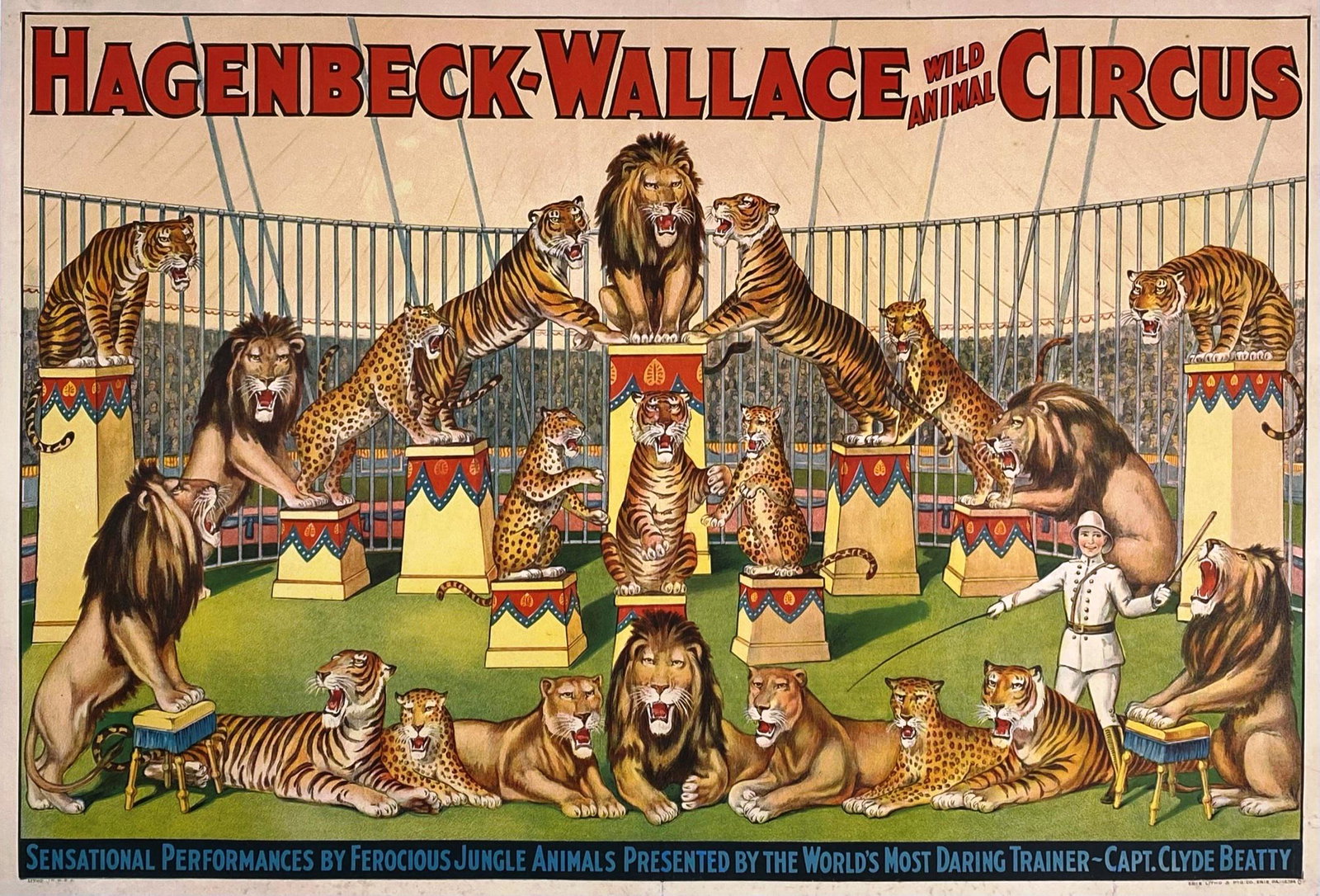 HAGENBECK-WALLACE CIRCUS POSTER - CLYDE BEATTY: ONE SHEET, ERIE LITHO, 1930'S. SENSATIONAL PERFORMANCES BY FEROCIOUS JUNGLE ANIMALS PRESENTED BY THE WORLD'S MOST DARING TRAINER - CAPT. CLYDE BEATTY. PROFESSIONALLY LINEN-BACKED, CONSERVED, BRILLIANT