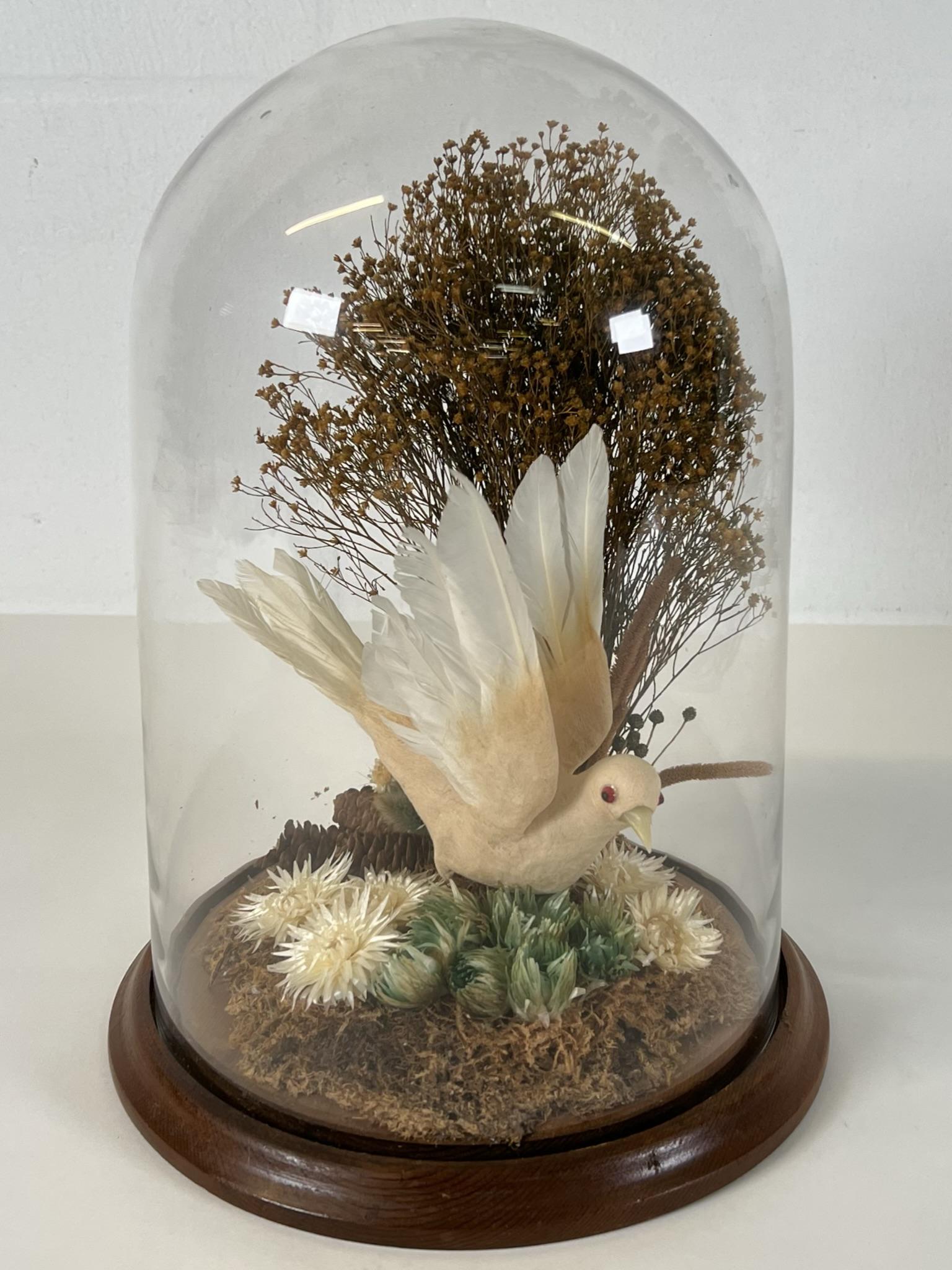 WHITE PEACE DOVE TAXIDERMY DISPLAY: VINTAGE TAXIDERMY AS DISPLAYED IN CLOCHE DOME