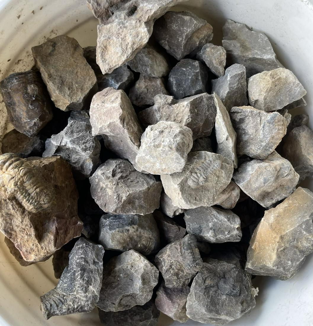 FOSSIL COLLECTION: TRILOBITE AND OTHER FOSSIL FINDINGS, 50 POUNDS IN TOTAL.