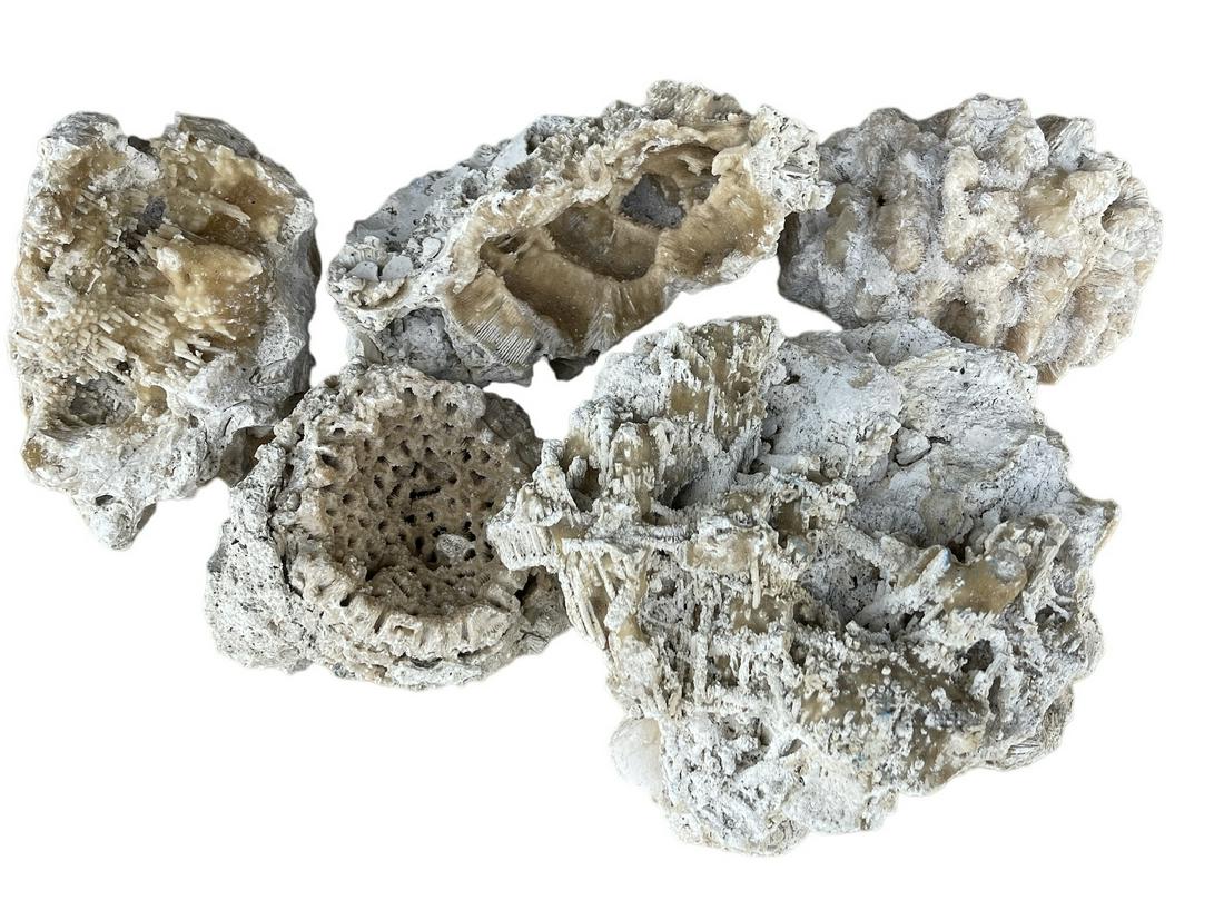 FOSSILS AND SEA FINDINGS: 20 POUNDS IN TOTAL