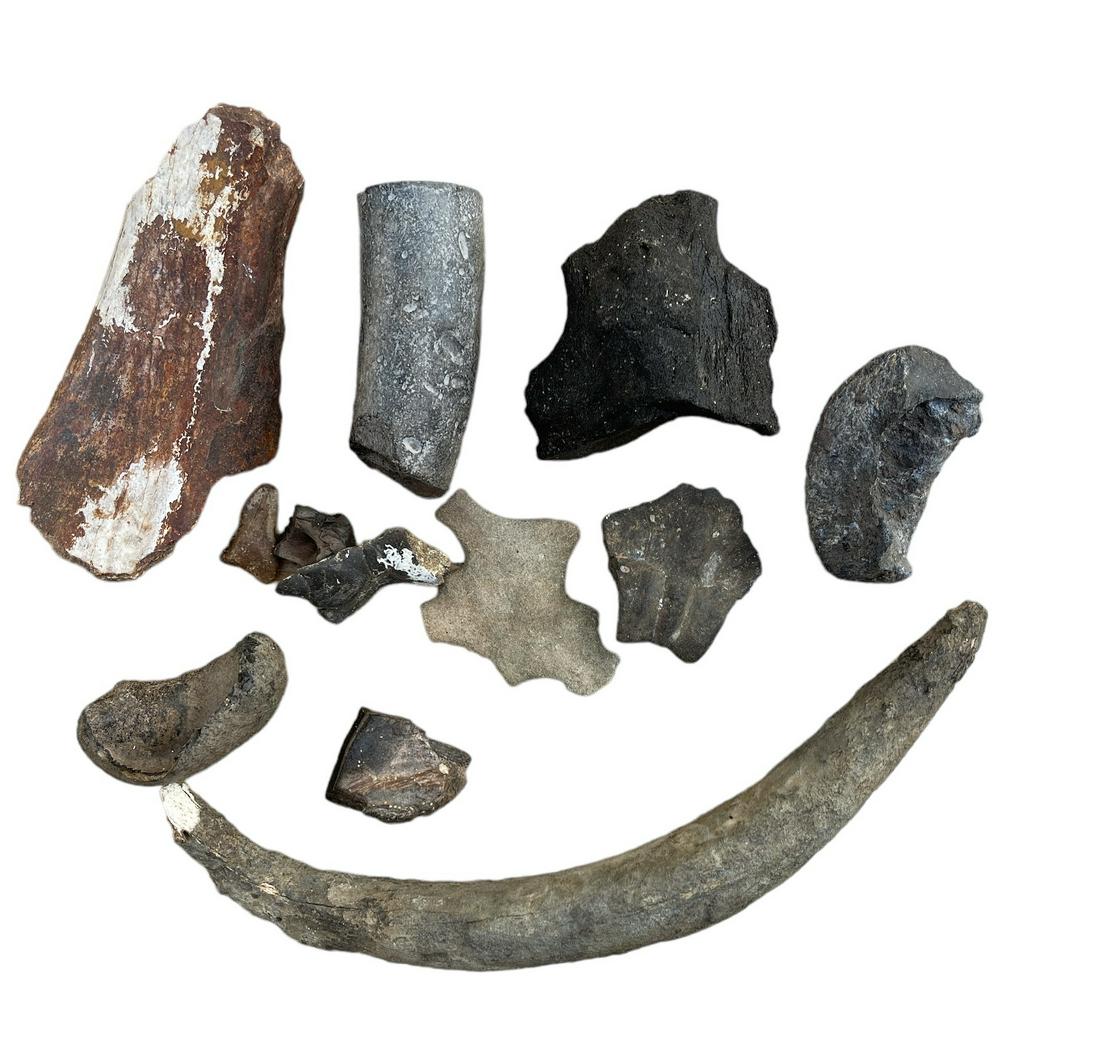 FOSSIL COLLECTION: 7 POUNDS IN TOTAL