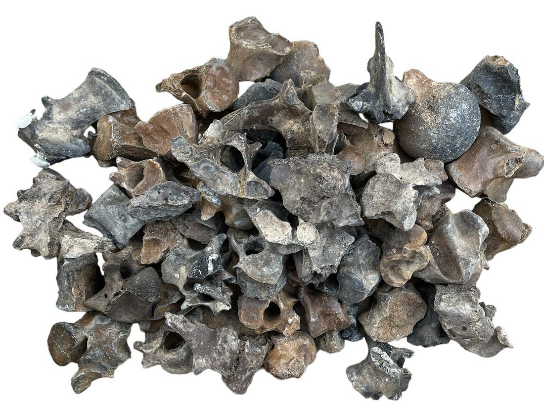 COLLECTION OF FOSSIL VERTEBRAE: 12 POUNDS IN TOTAL