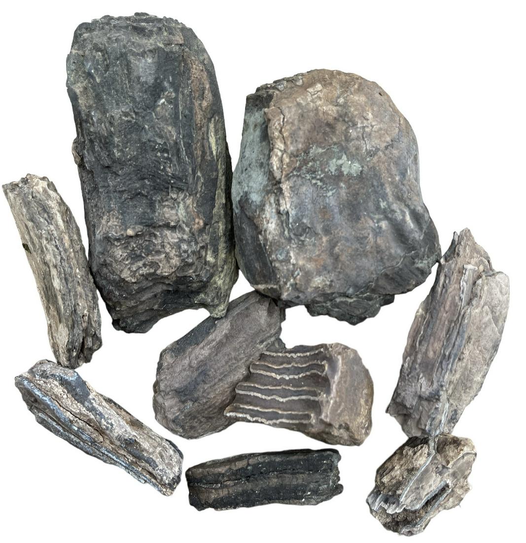 MAMMOTH FOSSIL TEETH FINDINGS: 15 POUNDS IN TOTAL