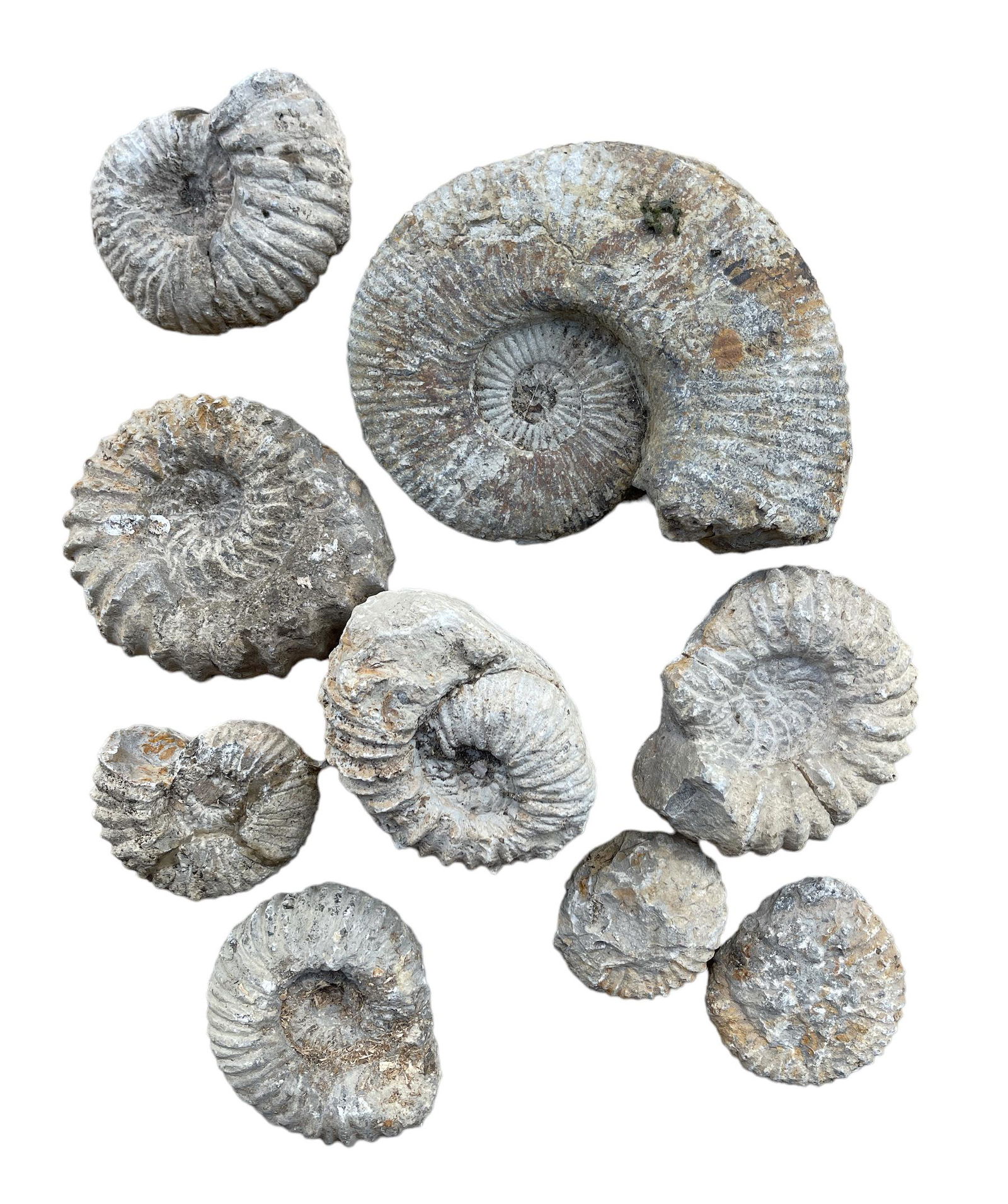 AMMONITE FOSSILS: 27 POUNDS IN TOTAL