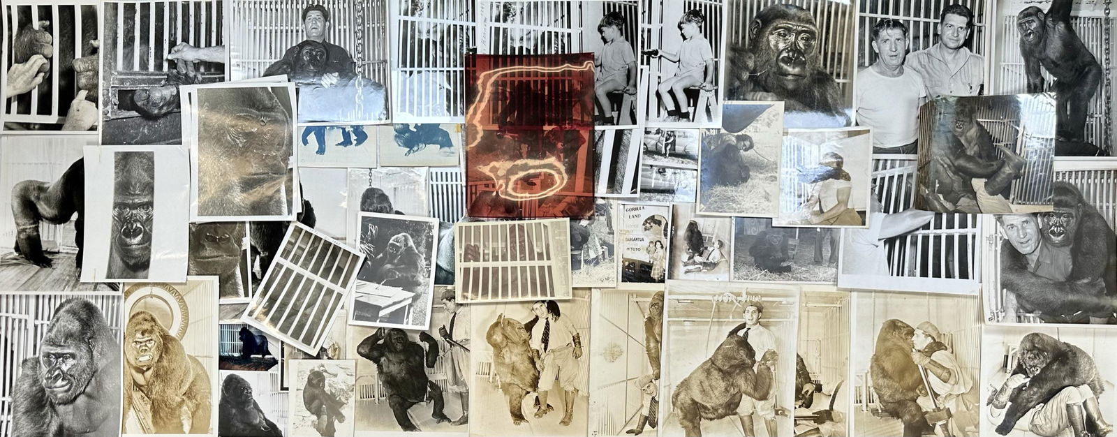 GARGANTUA AND M'TOTO - TOMAS & HOYT FAMILY COLLECTION (1 of 4)