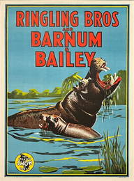 RINGING BROS AND BARNUM & BAILEY CIRCUS POSTER: MOTHER and BABY HIPPO. 1945, McCandlish Litho,