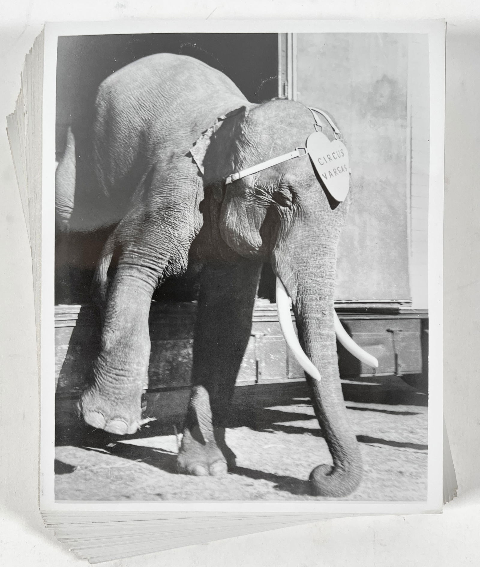 CIRCUS VARGAS ELEPHANT PHOTOGRAPHS (1 of 1)