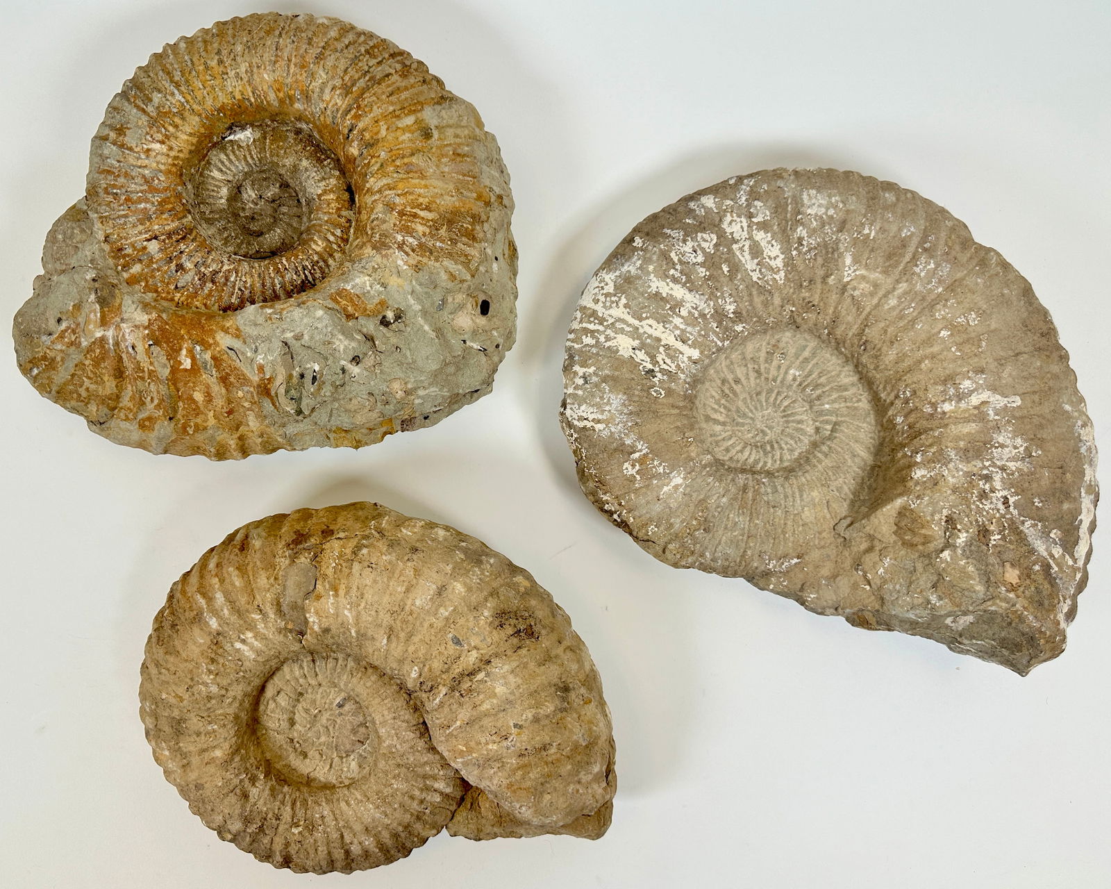 TRIO OF GOAT HORN AMMONITE FOSSILS (1 of 1)
