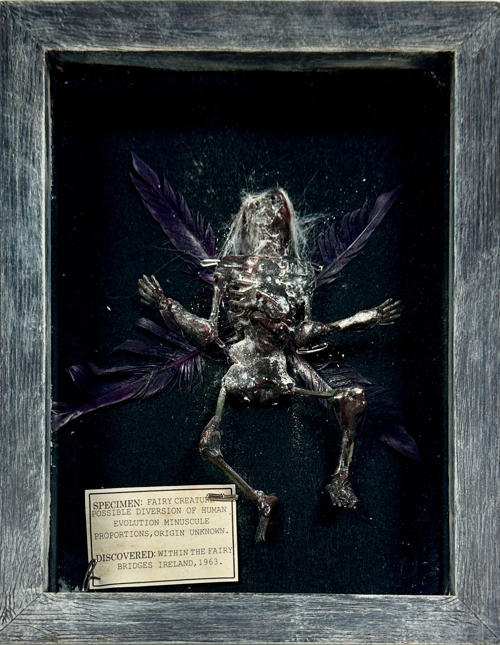 SIDESHOW SPECIMEN GAFF - FAIRY CREATURE (1 of 1)