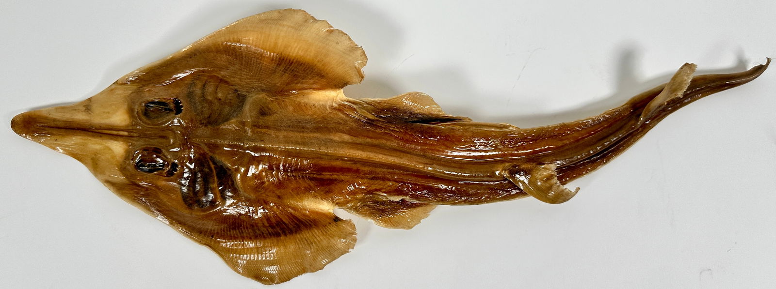 SIDESHOW SPECIMEN GAFF - JENNY HANIVER (1 of 2)