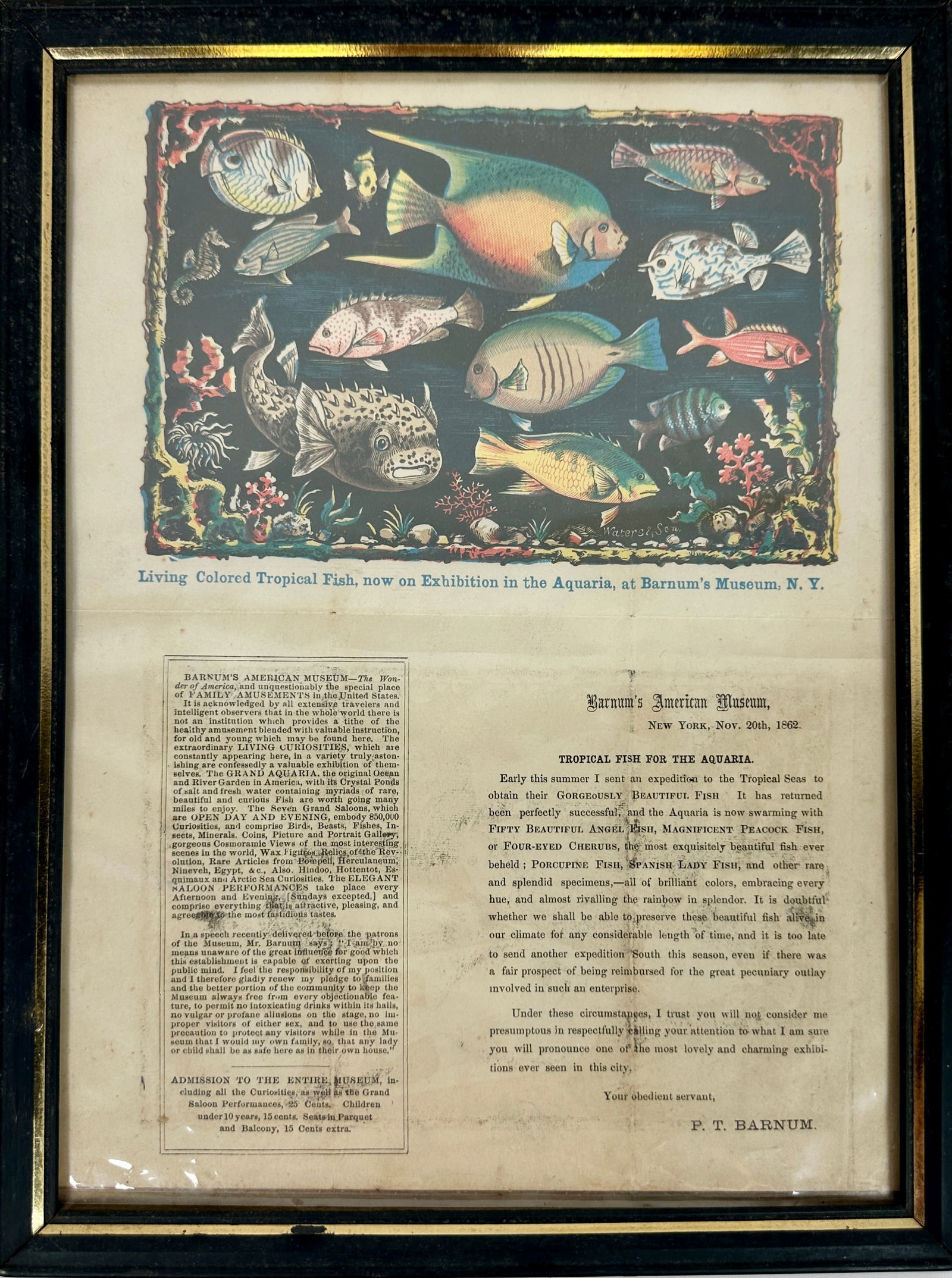 P.T. Barnum - Aquaria at Barnum's Museum (1 of 1)