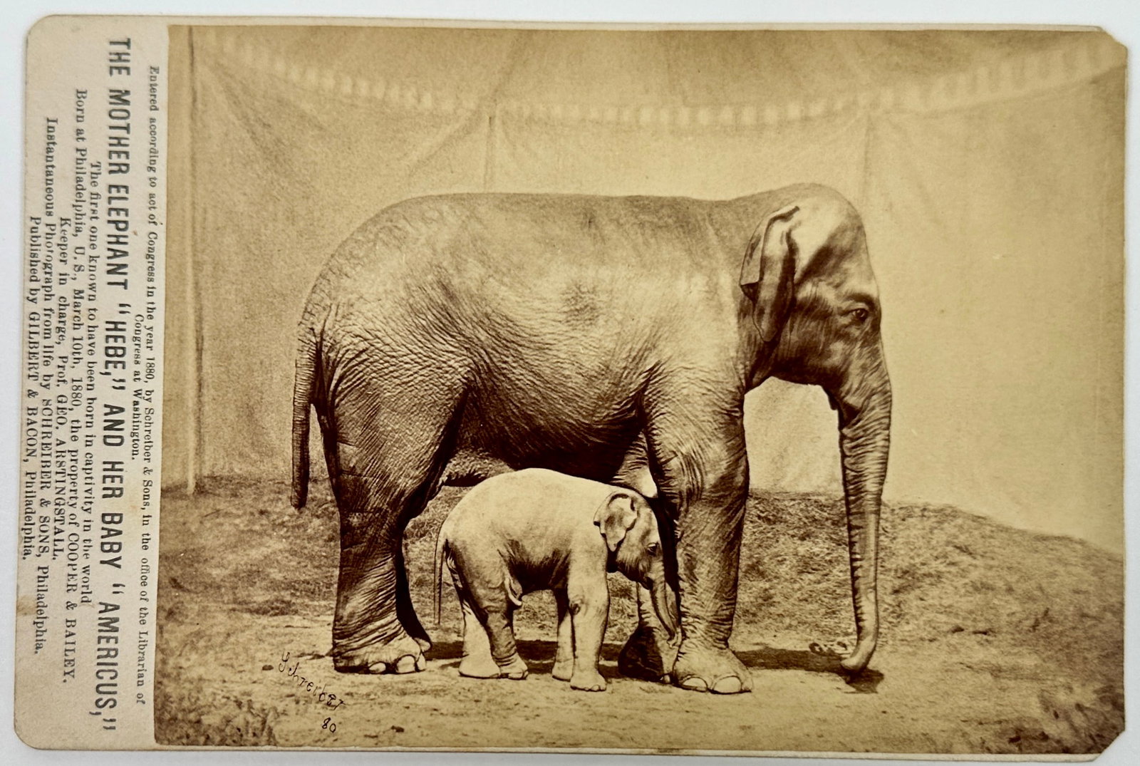 Elephants Hebe and Americus Cabinet Card: The Mother Elephant "Hebe" and her baby "Americus", Cooper and Bailey. Americus was the first elephant born in America in captivity. Schreiber & Sons, 1880. Excellent. 6.5"x4.25"