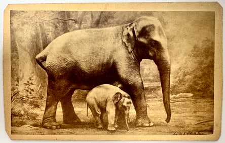 Elephants Hebe and America Cabinet Card