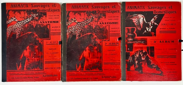 Wild and Domestic Animals of Nature - R. Panzani