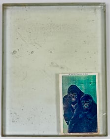 Gargantua Cage Wagon Glass