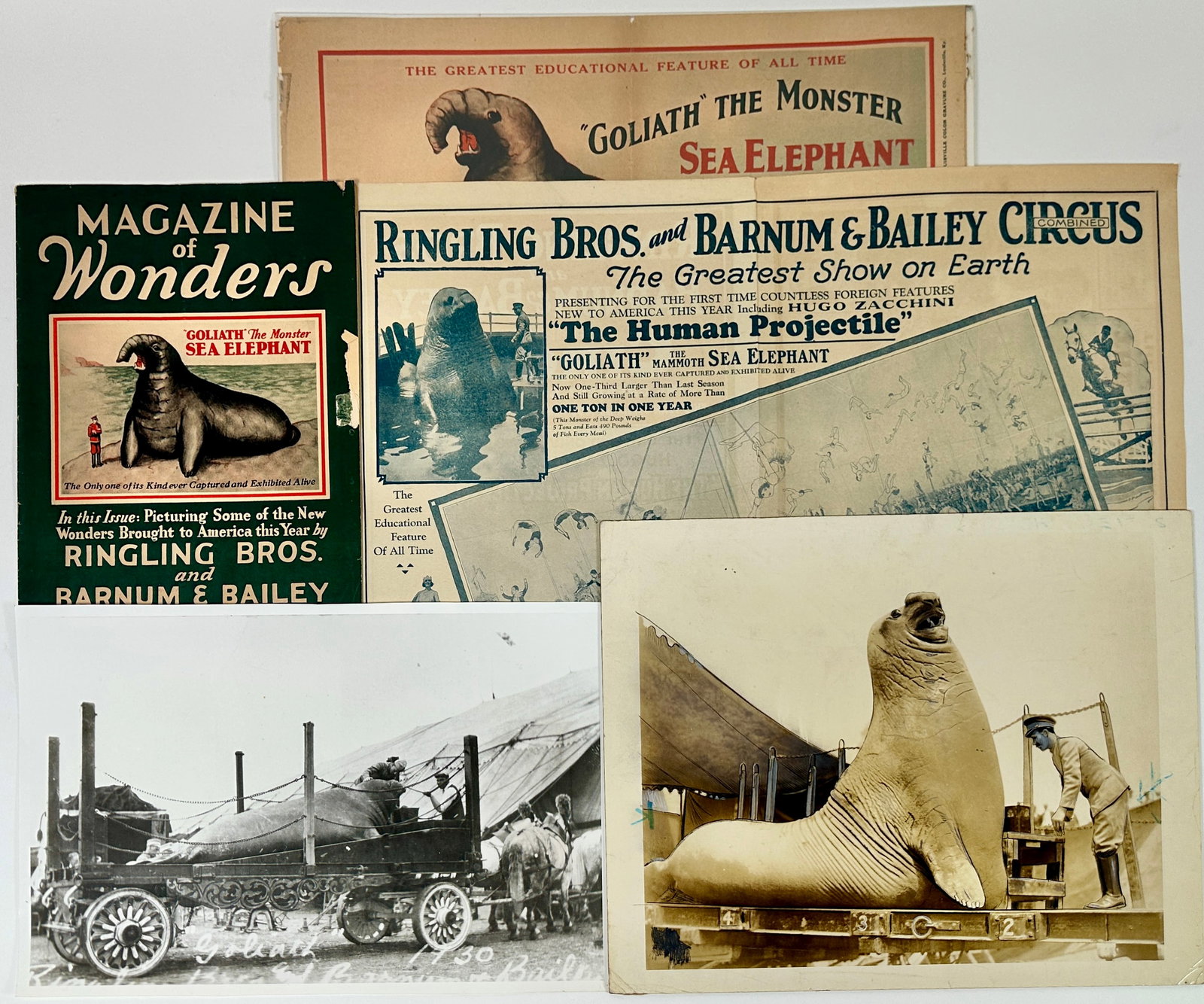 Goliath the Monster Sea Elephant Memorabilia: Ephemera related to Goliath, the Monster Sea Elephant: Courier magazines, Photographs including one from the Roland Butler Collection which may have been used in advertisements, c.1929