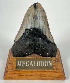 Megalodon Tooth