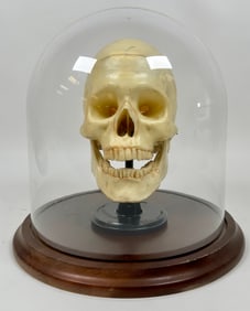 Vintage Anatomical Model of the Human Skull