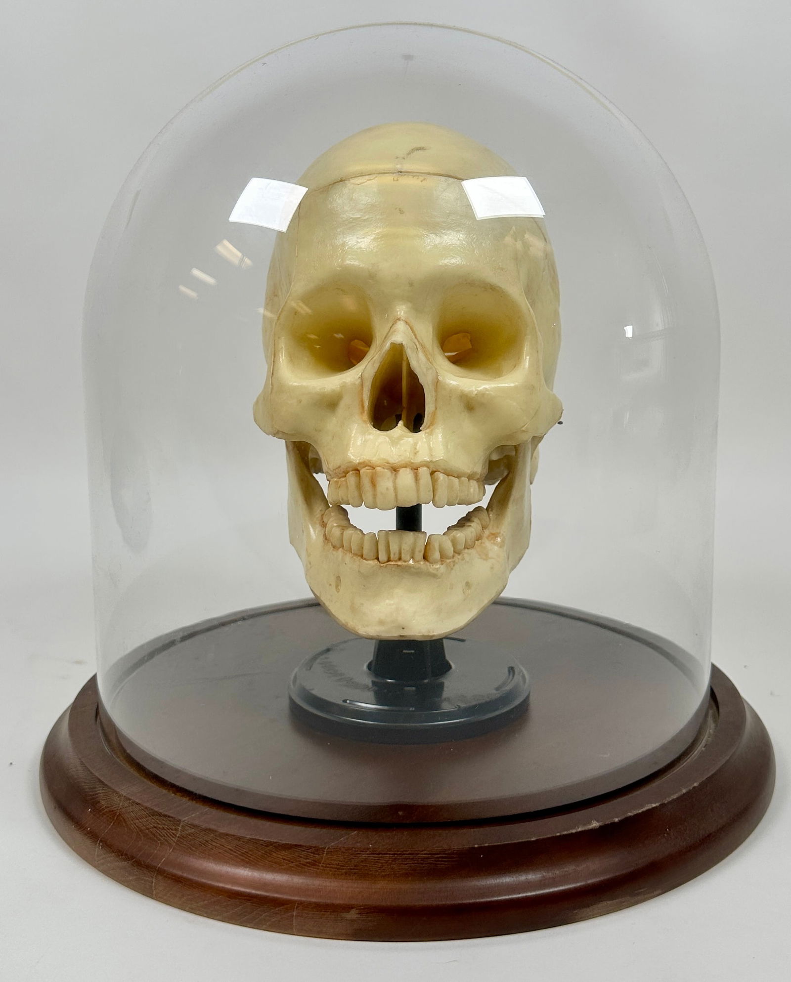 Vintage Anatomical Model of the Human Skull (1 of 7)