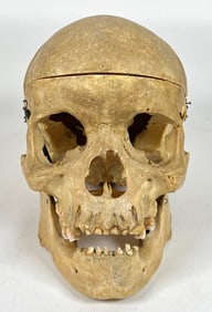 Harvard Medical - Anatomical Human Skull