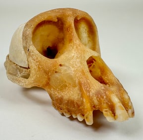 Taxidermy Primate Skull