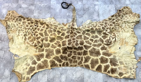 Taxidermy - Giraffe Skin Carpet
