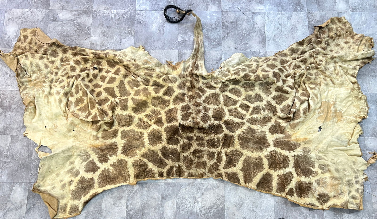 Taxidermy - Giraffe Skin Carpet (1 of 1)