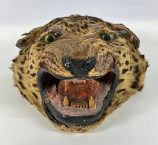 Taxidermy - Antique Leopard Head