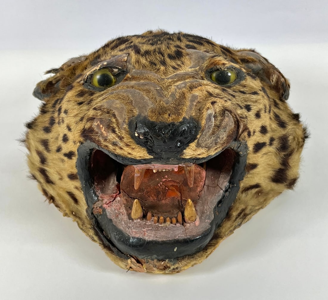 Taxidermy - Antique Leopard Head (1 of 3)