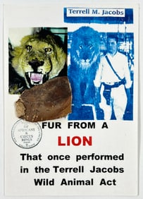 Taxidermy - Lion Skin Fragment - Terrell Jacobs