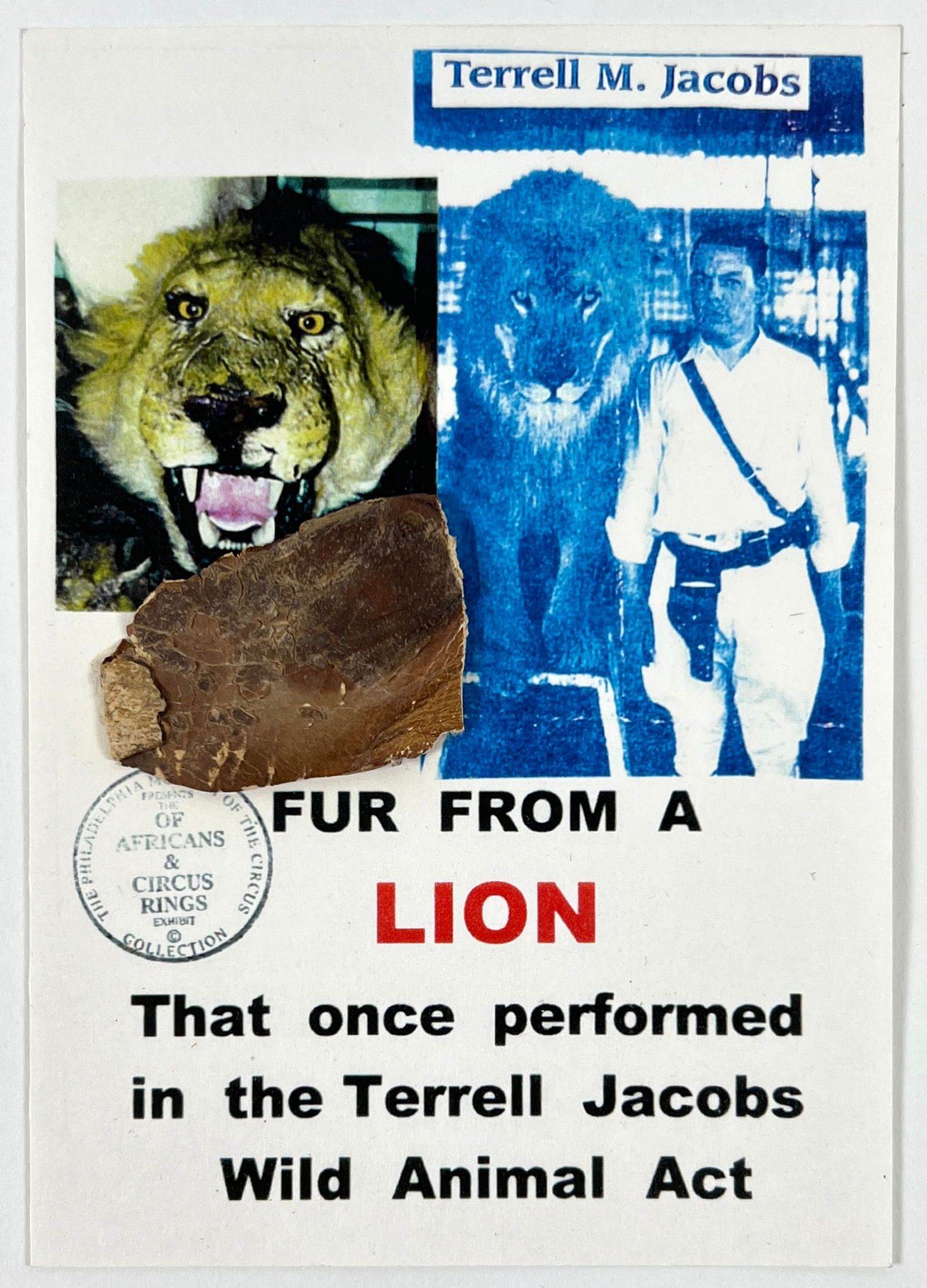 Taxidermy - Lion Skin Fragment - Terrell Jacobs (1 of 1)