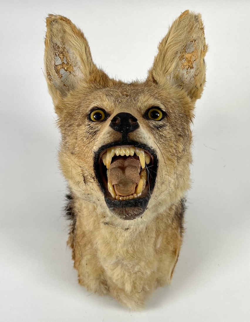 Taxidermy - Head of a Coyote (1 of 3)