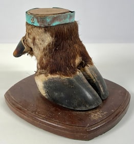 Taxidermy - Bison Hoof