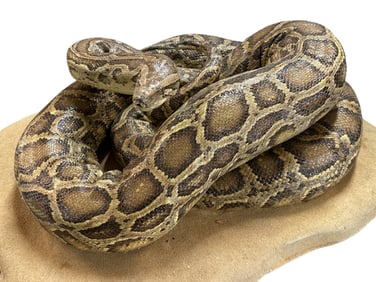 Taxidermy - Burmese Python