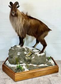 Taxidermy - Stunning Full-size Himalayan Tahr