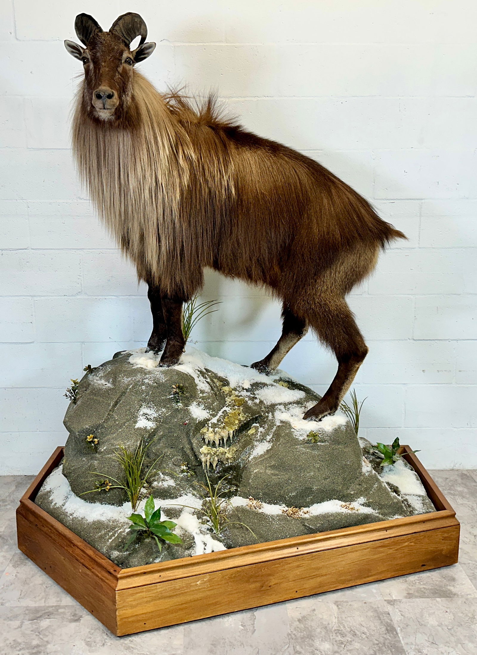 Taxidermy - Stunning Full-size Himalayan Tahr (1 of 4)