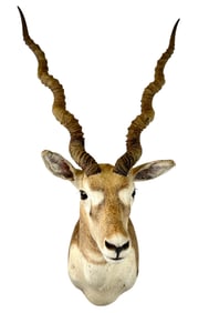 Taxidermy - Gazell Shoulder Mount