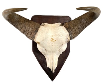Taxidermy - Cape Buffalo Skull Horn Mount