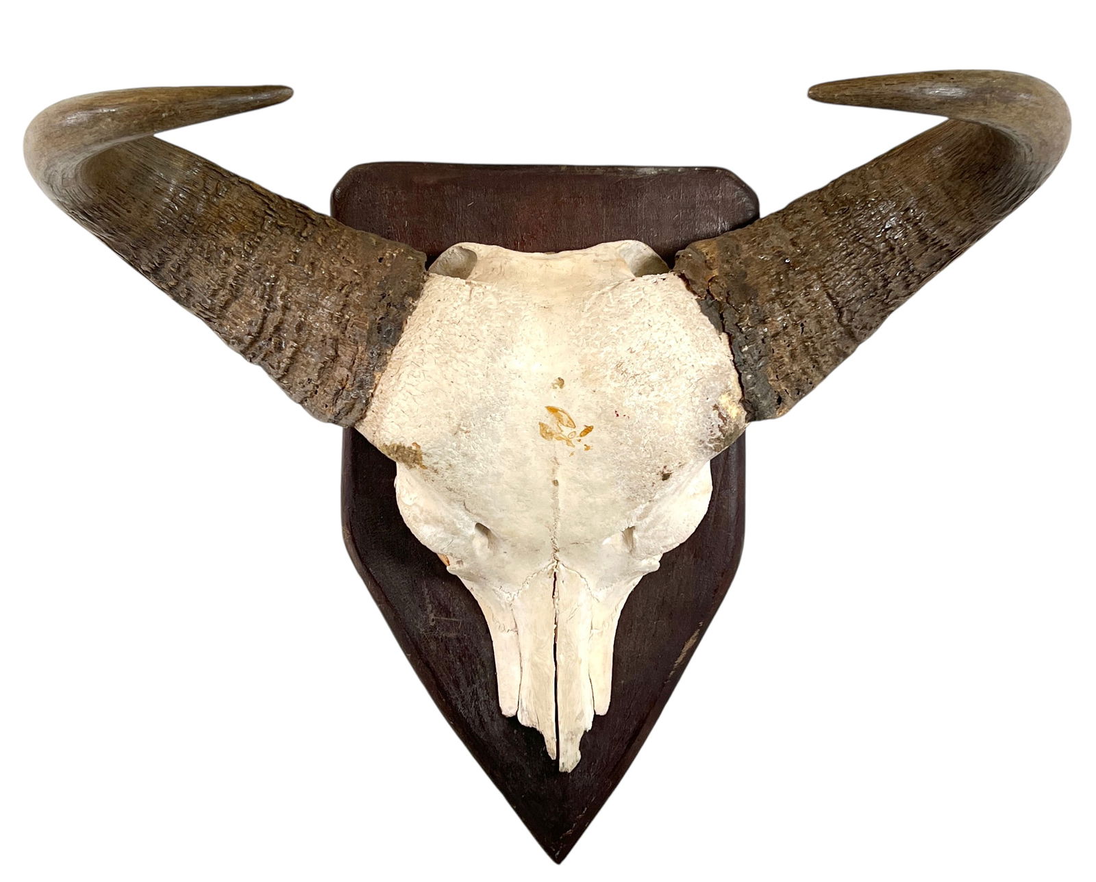 Taxidermy - Cape Buffalo Skull Horn Mount (1 of 1)