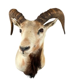 Taxidermy - European Mouflon Shoulder Mount