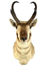 Taxidermy - Pronghorn Antelope Shoulder Mount