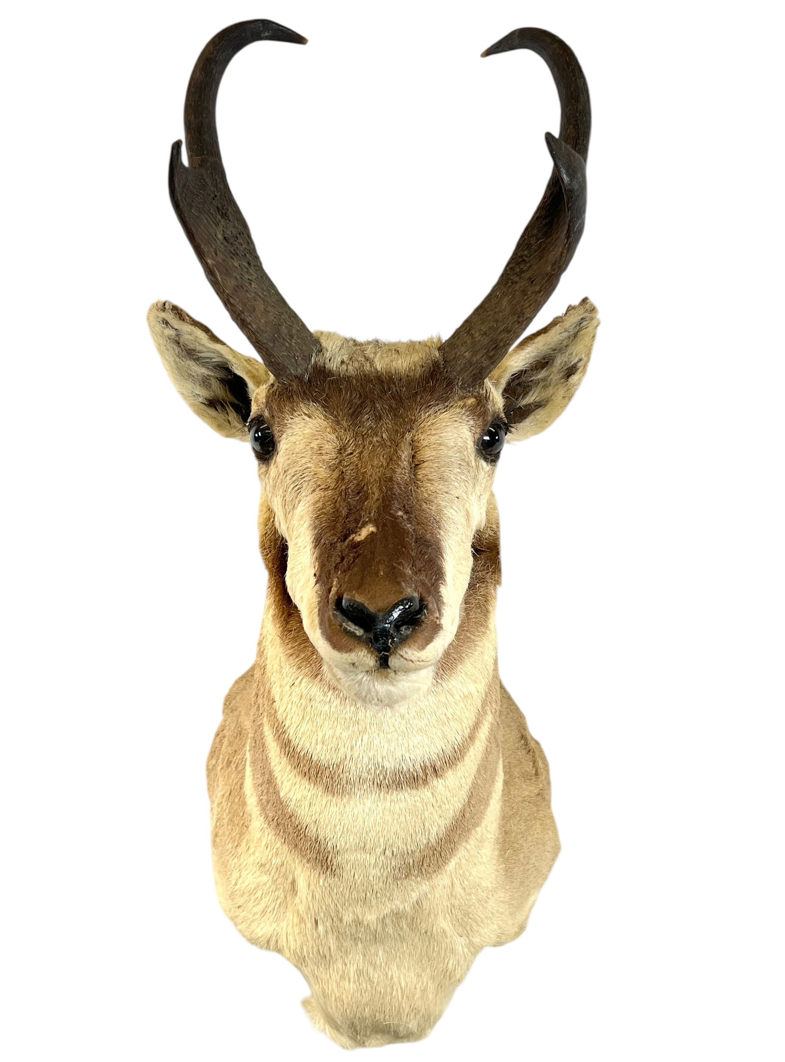 Taxidermy - Pronghorn Antelope Shoulder Mount (1 of 3)